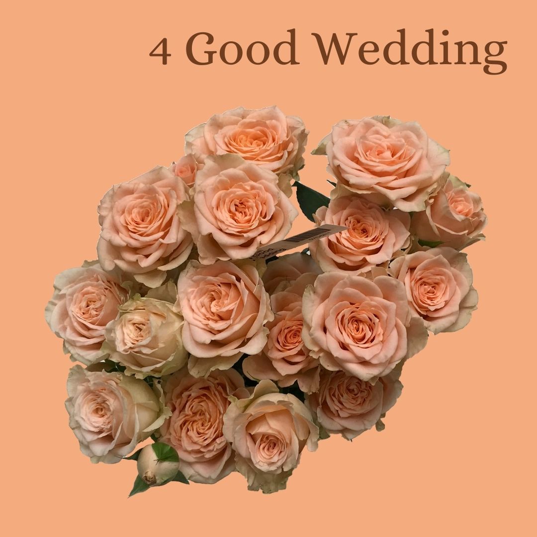 ROSE BR. 4 GOOD WEDDING 60